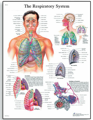 [독일3B] 호흡기계차트 The Respiratory System Chart VR1322L(코팅) 인체해부도