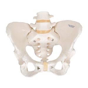 [3B] 여성골반모형 A61 (19x25x24cm/1.1kg) Pelvic Skeleton, female