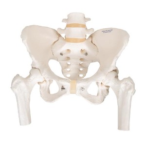 [3B] 대퇴골 여성골반모형 A62 (30x30x20cm/1.55kg) Pelvic Skeleton, female, with movable femur heads