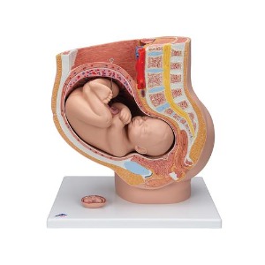 [3B] 골반 3분리 모형 L20 (38x25x40cm/2.5kg) Pregnancy Pelvis