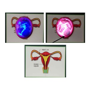태아의 심장소리 LED조명 자궁 속 태아의 심음소리(EBK3-505) 여성의 생식기관구조 배란과 월경 성교육교구
