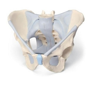 [3B] 2분리 남성골반뼈와 인대모형 H21/2 (19x28x24.5cm/1.65kg) Male pelvis with ligaments, 2-parts