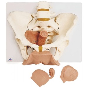 [3B] 3분리 여성 골반골격모형 L31 (33x26x18cm/1.93kg) Female Pelvis Skeleton with Genital Organs