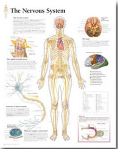 평면해부도(벽걸이)/2700 /신경계/The Nervous System /사이즈   56cm ⅹ 71cm Paper