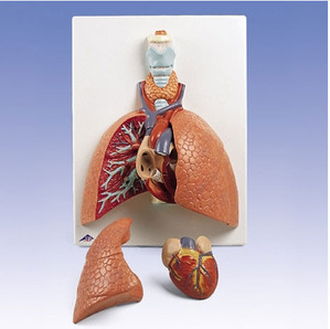 [3B] 5분리 폐모형 VC243 (Lung Model with larynx)