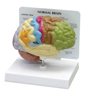 [GPI]뇌모형/G295/ 1/2 규격 Brain