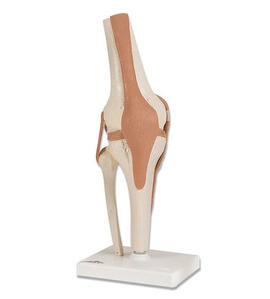 [3B] 슬관절모형 A82 (12x12x34cm/0.7kg) Functional Knee Joint